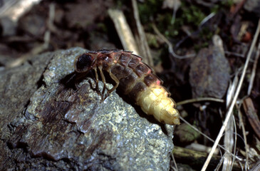 Lampyris noctiluca or common glow-worm female