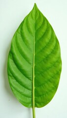 Obraz premium Crisp, bright green cocoa leaf, smooth surface, pure white backdrop , beverage, high quality