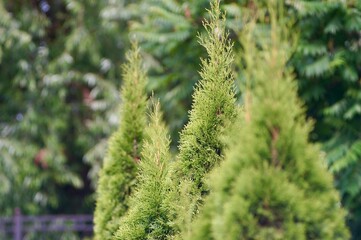 Row of Green Conifer Trees Against a Forest Background