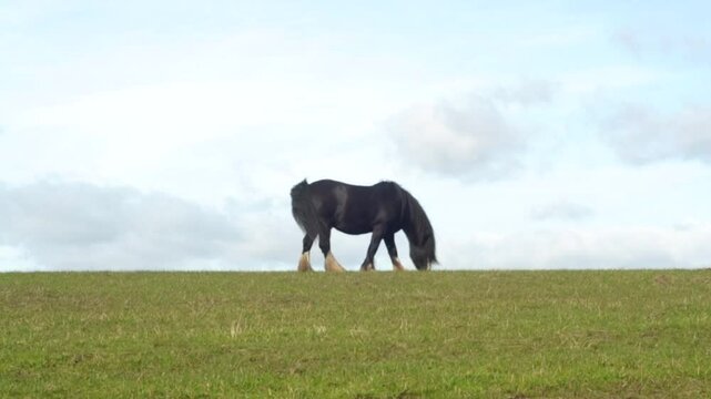 Nr Wingate Co. Durham England UK
Horse grazing on a hill