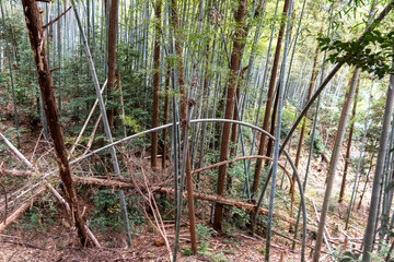 a bamboo forest in Kyoto, Japan
