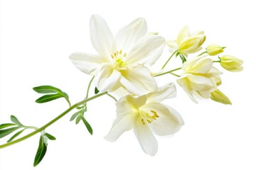Elegant columbine blossom capturing natures beauty in sharp detail against a pristine white background