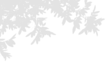 shadow overlay effect. Gray shadow of leaves isolated on white background. Plant foliage leaf...
