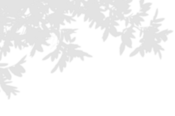 shadow overlay effect. Gray shadow of leaves isolated on white background. Plant foliage leaf shadow light effect. Mockup Blurred tree branch shadow. Ideal for summer spring design elements PNG