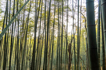 a bamboo forest in Kyoto, Japan