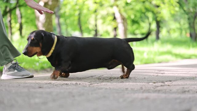Cheerful dachshund barking in the park, enjoying the fresh spring air.