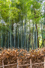 a bamboo forest in Kyoto, Japan