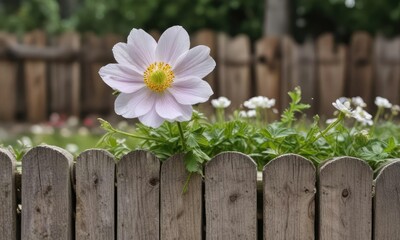 delicate anemone hupehensis windflower blooming on a weathered wooden picket fence with a blurred background , anemone, blurred, weathered