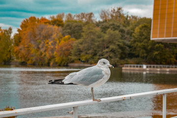 Seagull