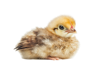 Isolated Baby Chick Sitting