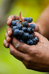 Pozzuoli (NA): vigneti di piedirosso 