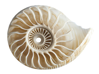 Obraz premium Isolated Nautilus Shell Interior Spiral