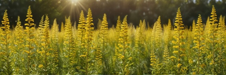 Field of goldenrod flowers swaying in the wind, european goldenrod, solidago virgaurea, woundwort
