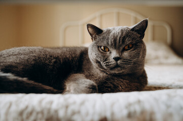 A gray British shorthair cat is lying relaxed on a soft white bed and looking passionately at the camera with its big eyes.