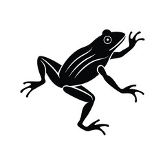 frog on white vector illustration