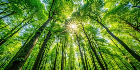 Fototapeta premium Dense foliage of tall trees with dappled sunlight filtering through leaves, nature, canopy