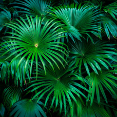 Fototapeta premium Cespuglio di piante tropicali verdi. background