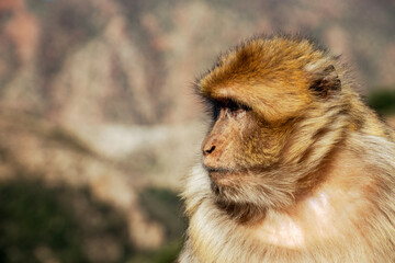A monkey with a brown and white face is looking to the left