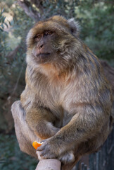 A monkey is sitting on a handrail holding an orange