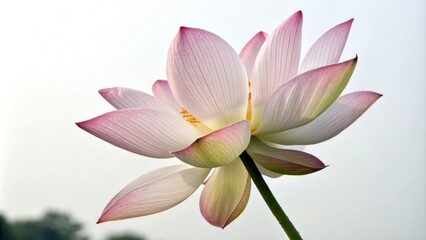 Delicate lotus flower with intricate petals, watercolor painting, floral arrangement, water, soft focus