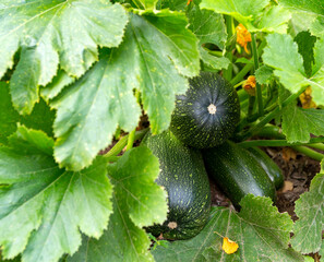 Zucchini on bush.