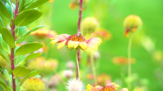 Slow motion butterfly is flying and drinking sweet nectar from purple flowers Globe amaranth, blurred green background - close up, macro view. Summer time, blooming and flowers pollination concept 