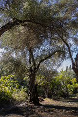 Old olive garden in the mountains, Corfu, Greece