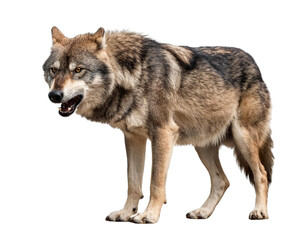 Gray wolf, angry expression, transparent PNG