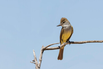 A Brown-crested Flycatcher in Arizona