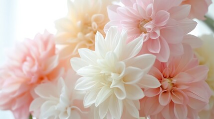 Obraz premium Soft, pastel-toned dahlias in bloom create a dreamy, delicate scene filled with warmth and gentle elegance, capturing nature's artistry and beauty.