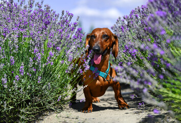 dachshund in a lavender field
