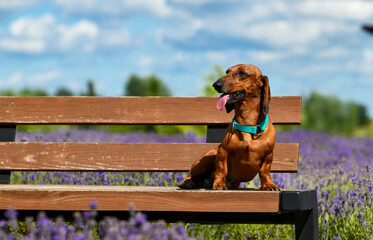 dog sitting on the bench