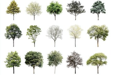 Fototapeta premium A collection of various tree species each isolated and presented in full foliage isolated on a white background