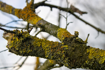 Xanthoria parietina is a fungus, also called a lichen.