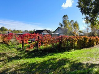 bush shrub with red leaves. Beautiful rural landscape. Deciduous shrub, a species of the genus...