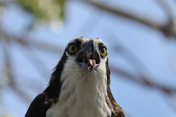 Osprey With Fresh Fish Catch Everglades Florida