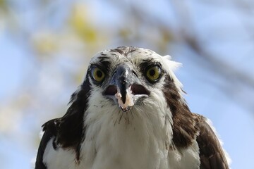Osprey With Fresh Fish Catch Everglades Florida