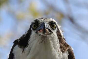 Osprey With Fresh Fish Catch Everglades Florida