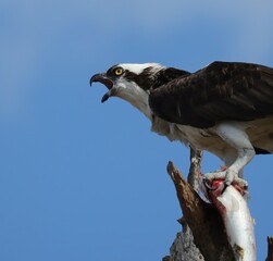 Osprey With Fresh Fish Catch Everglades Florida