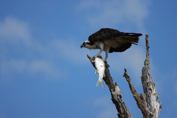 Osprey With Fresh Fish Catch Everglades Florida