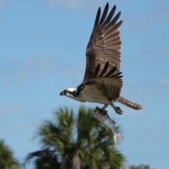 Osprey With Fresh Fish Catch Everglades Florida