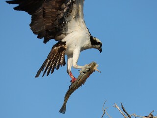 Osprey With Fresh Fish Catch Everglades Florida
