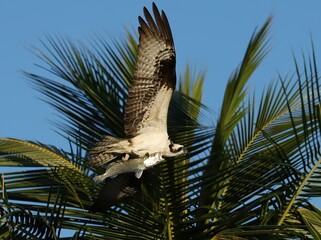 Osprey With Fresh Fish Catch Everglades Florida