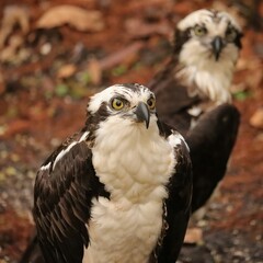 Osprey Pair Homosassa Springs Florida Double the Fun 