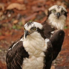 Osprey Pair Homosassa Springs Florida Double the Fun 