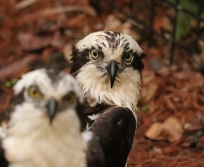 Osprey Pair Homosassa Springs Florida Double the Fun 