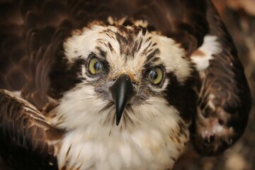 Osprey at Homosassa Springs Nictating Membrane and Veins Visible