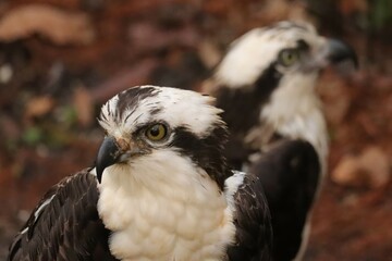 Osprey Pair Homosassa Springs Florida Double the Fun 