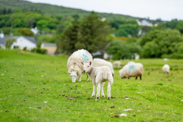 Obraz premium Sheep marked with dye grazing in green pastures. Adult sheep and baby lambs feeding in lush green meadows of Ireland.