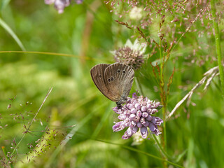 (Aphantopus hyperantus) Ringlet butterfly with brown wings and yellowish-rimmed eyespots feeding...